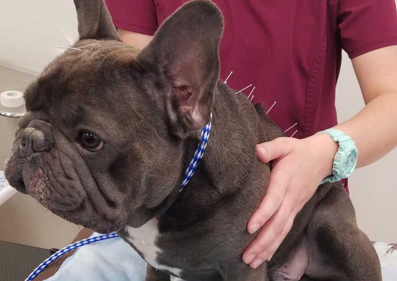 Carousel Slide 7: Pet acupuncture