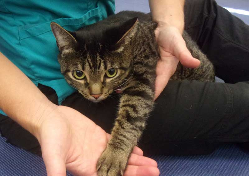 Carousel Slide 5: Cat care