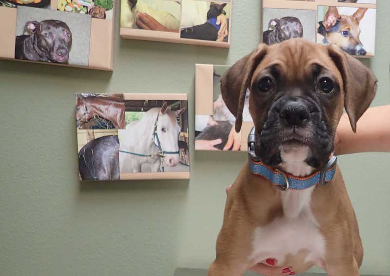 Carousel Slide 4: Dog veterinary exams