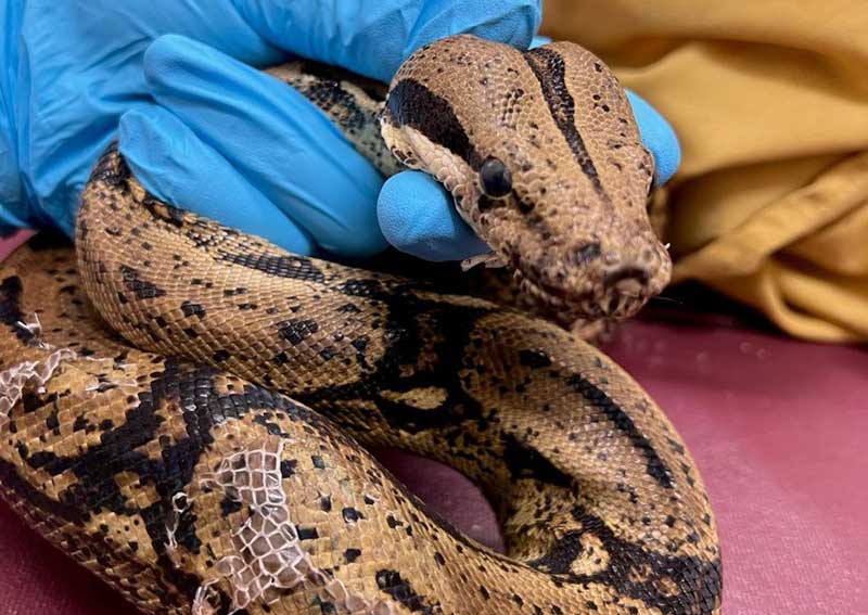 Carousel Slide 6: Exotic pet veterinarians