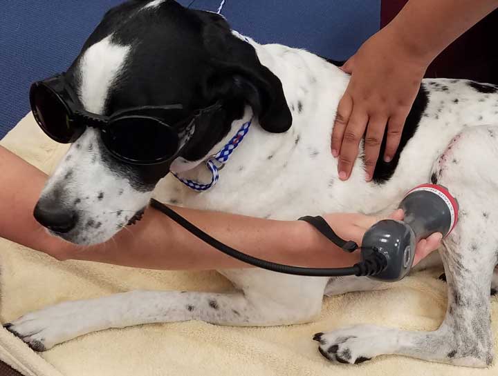 Pet Laser Therapy