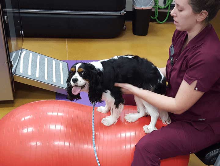 Pet Physical Therapy