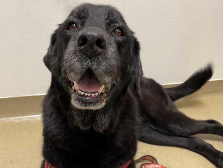 Senior Pet Care